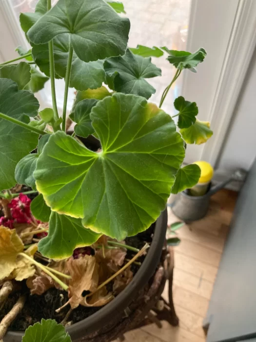 Geranium Leaves Turn Yellow 2