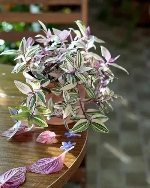 Do You Have a Tradescantia 