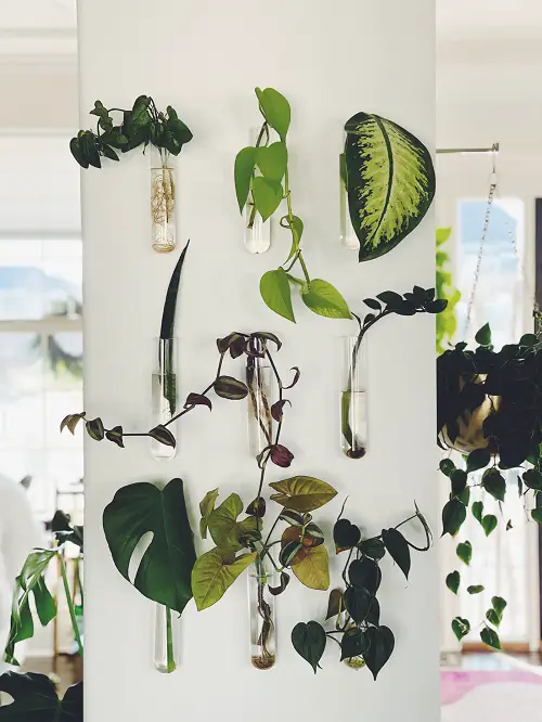 Plant Propagator Ideas to Grow Seeds