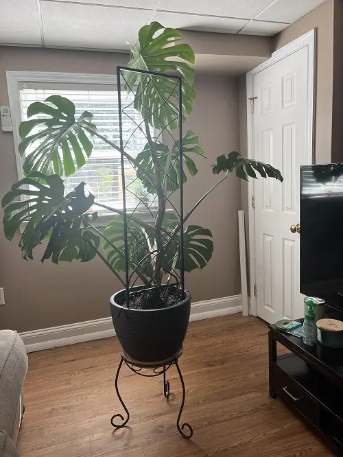 Monstera Trellis Ideas 7