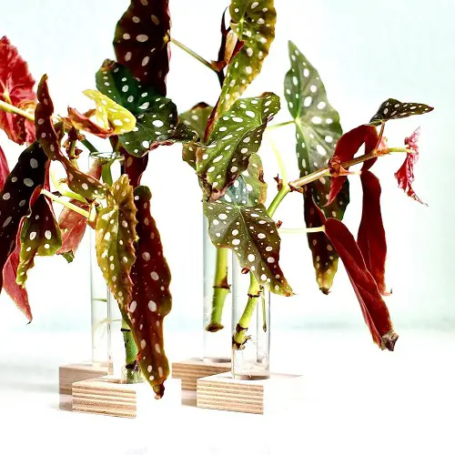 Colorful Plants to Grow in Water Indoors 7