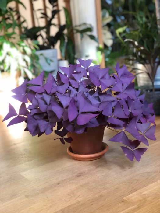 Lush and Big Oxalis Triangularis
