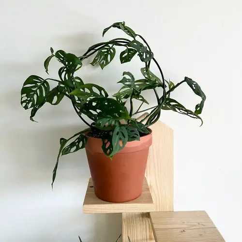 wonderful Monstera Trellis Ideas 5