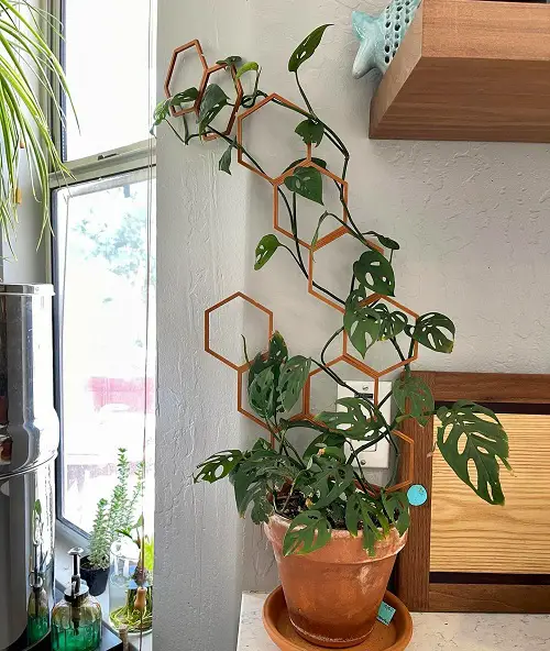 wonderful Monstera Trellis Ideas 7