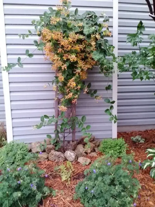 Trellis for honeysuckle vine 5