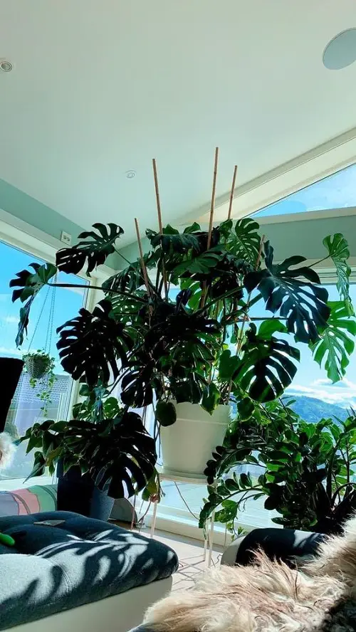 wonderful Monstera Trellis Ideas 7