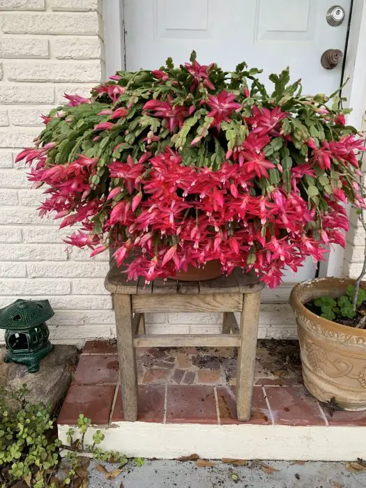 Brazilian Flowers in pot 7