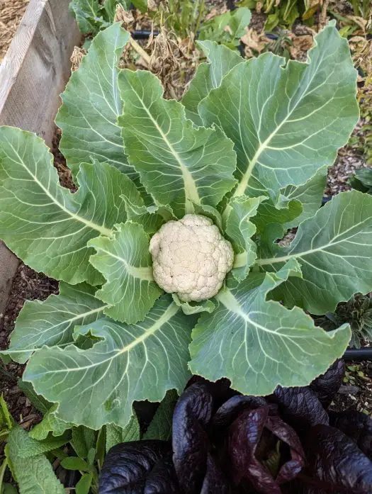 Cruciferous Vegetables You Can Grow 4