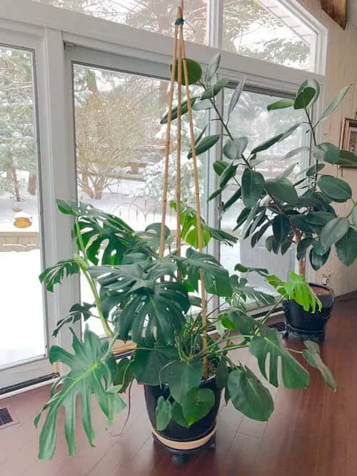 diy monstera trellis ideas 1