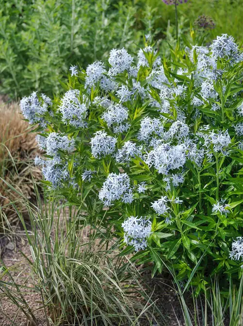 Bushes With Blue Flowers in garden 78