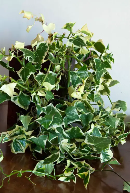 Vines That Grow Without Sunlight in pot 