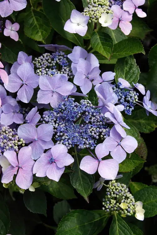 Stunning Hydrangea Varieties 3