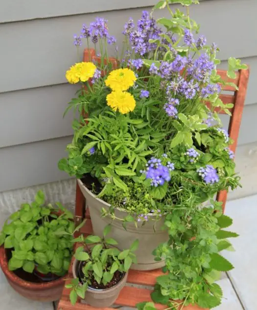 Mosquito Repelling planter mix in garden