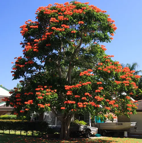 Amazing best Trees That Beginning With A