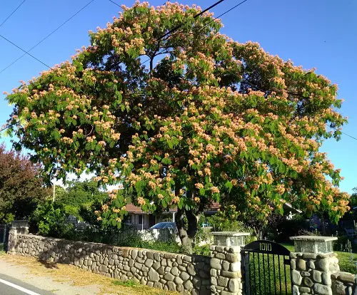 Trees That Beginning With A
