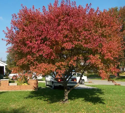 top Trees That Start With A