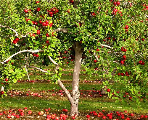 Awesome Fruit Trees 3