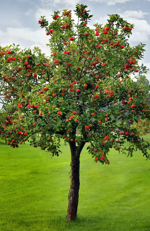 beautiful Trees That Start With A