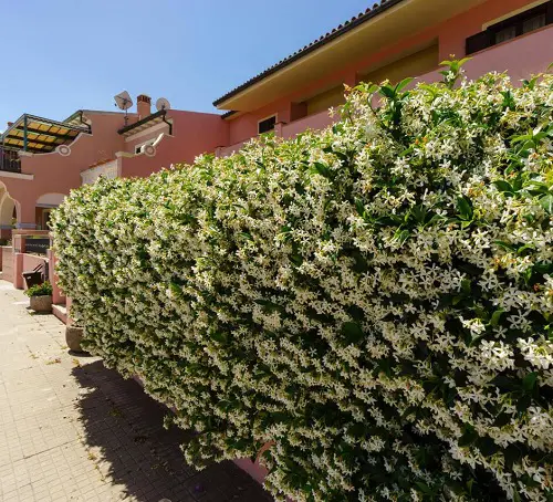 Awesome Flower Hedge Plants in garden 89