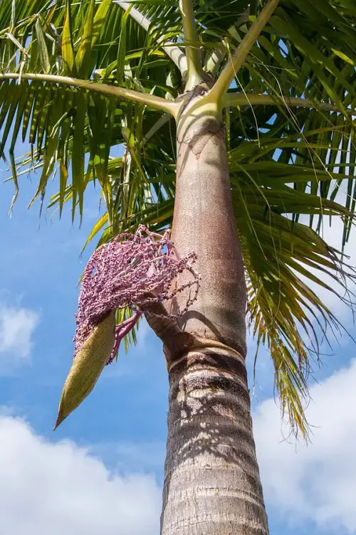 Palm Trees that Flower in garden 34
