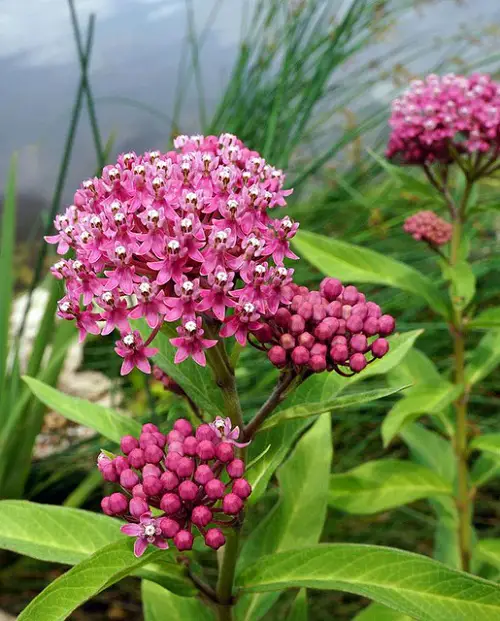 Amazing Flowers that Grow in Bogs