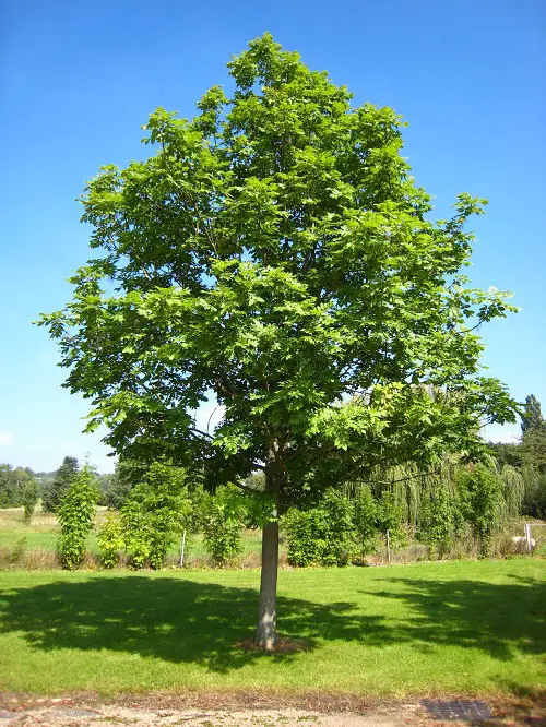 best Trees With An Beginning A