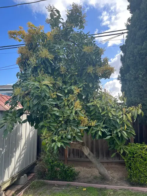 Trees That Beginning With An 