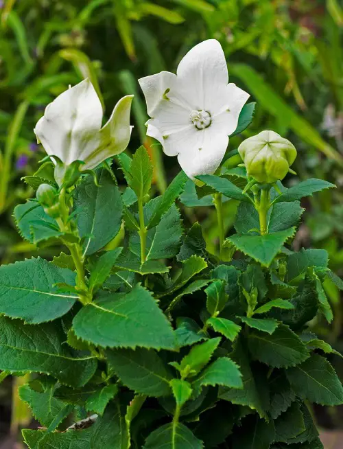 Flowers With Seed Pods That Pop 1