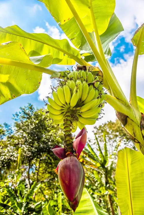 Amazing Fruit Trees that Grow Quickly