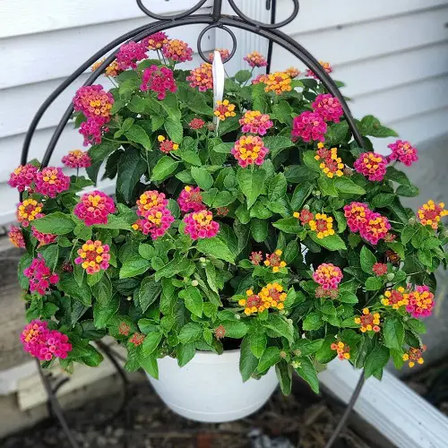 Beautiful Lantana for Hanging garden