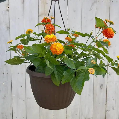 Grow lantana in trailing pots 