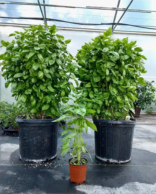 best Plants That Are Amazing to Grow in a 12-Inch Container