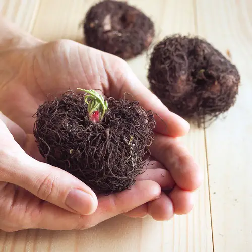 begonia tubers to grow in container 