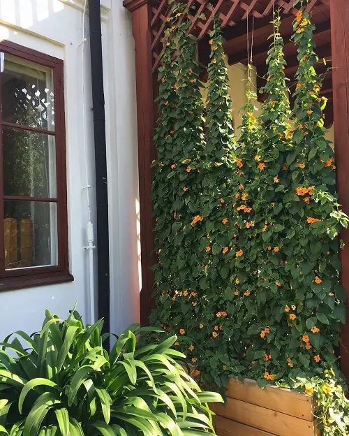 Rapidly Expanding Indoor Vines