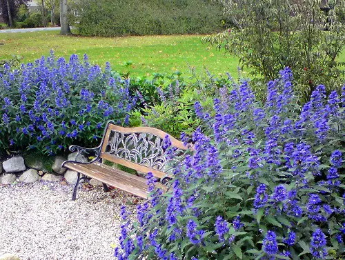 Flowering Shrubs That Bloom All Summer 23