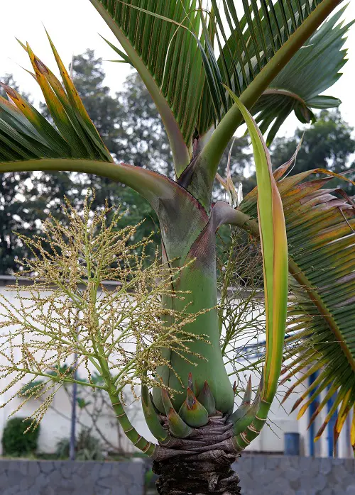 Palm Trees that Flower to bloom 