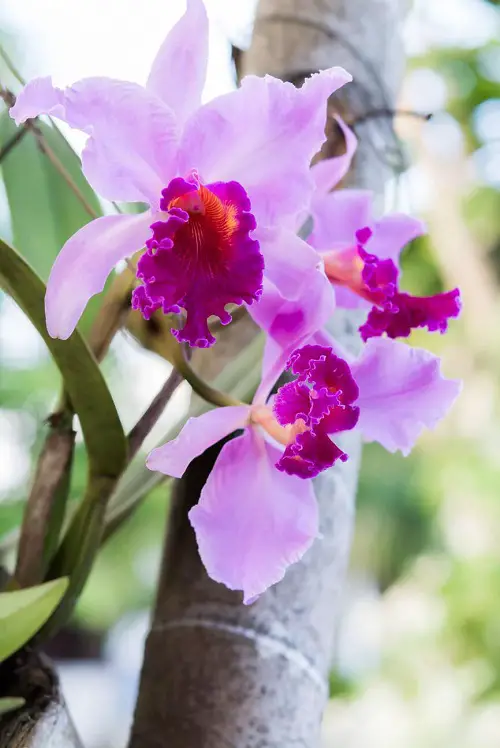 unique Brazilian Flowers 3