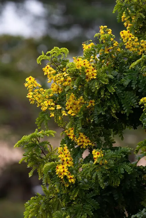 Brazilian Flowers 11