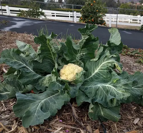 White cauliflower in garden