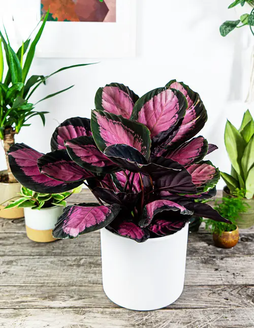 Calathea Picturata varieties indoor 