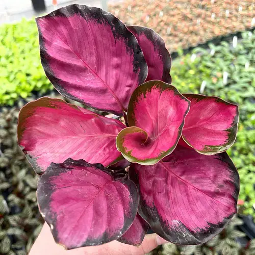 Calathea Roseopicta Care Tips 5