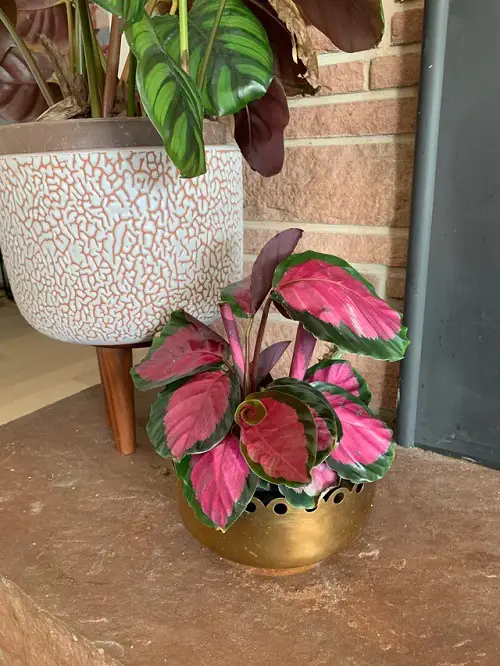 Calathea Roseopicta Care