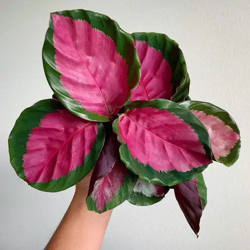 Calathea Roseopicta Care 7