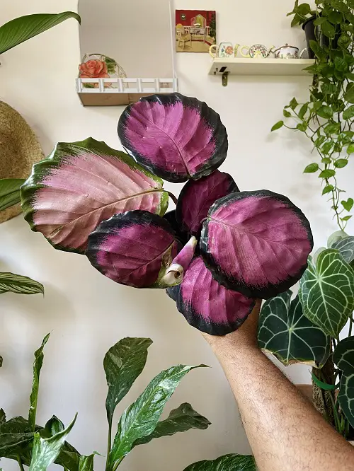 Calathea Roseopicta Care 2