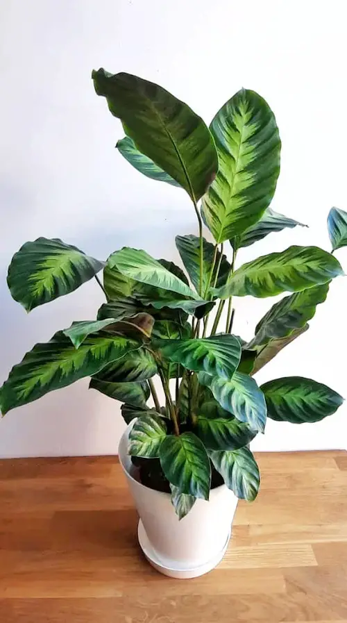 Calathea Louisae Varieties in pot 