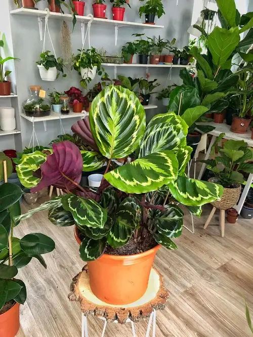 Peacock Calathea varieties indoor