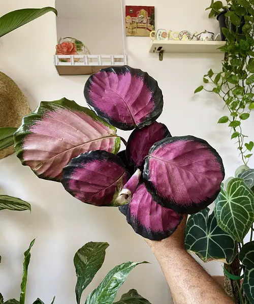 Purple Calathea Varieties 8