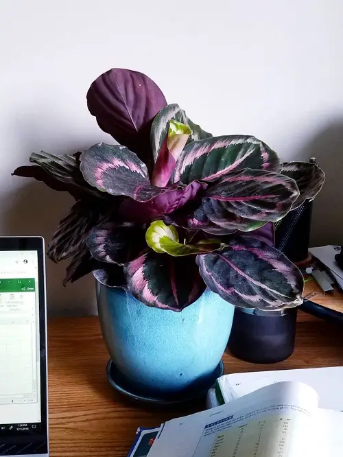 Calathea Dottie in indoor pot