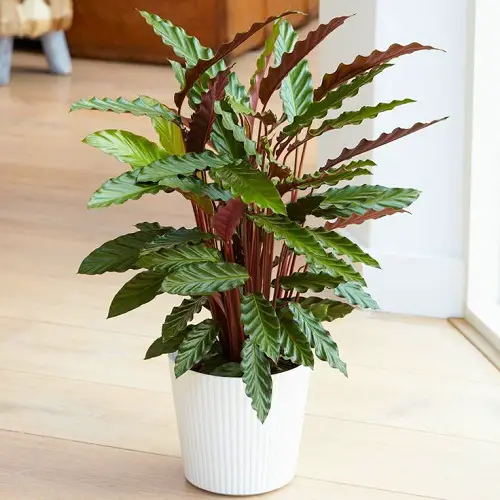 Furry Feather Calathea varieties in pot 
