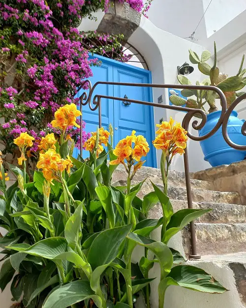 Awesome Flower Hedge Plants in garden